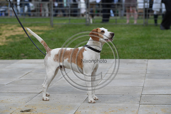 Class08_Beagles_FofH_PN23_79726