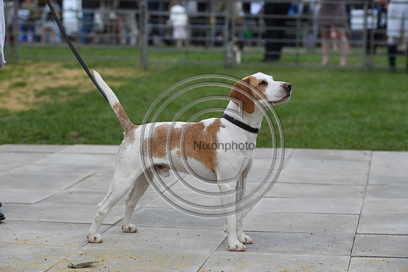 Class08_Beagles_FofH_PN23_79745