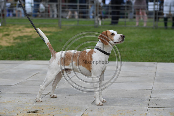 Class08_Beagles_FofH_PN23_79740