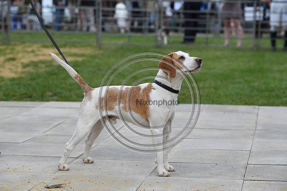 Class08_Beagles_FofH_PN23_79747