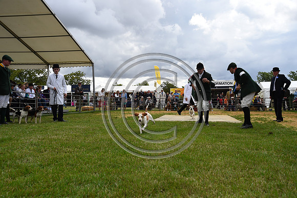 Class08_Beagles_FofH_PN23_81058