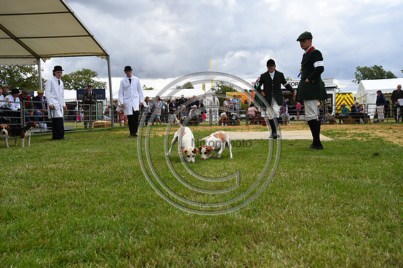 Class08_Beagles_FofH_PN23_81059