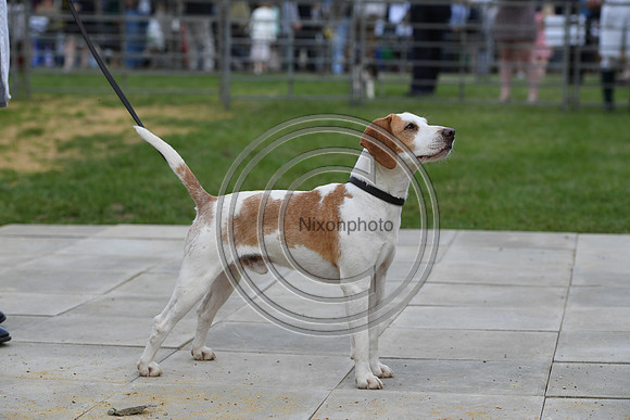 Class08_Beagles_FofH_PN23_79754