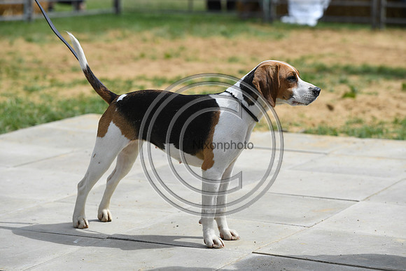 Class09_Beagles_FofH_PN23_80207
