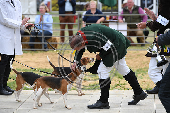 Class10_Beagles_FofH_PN23_80250