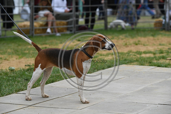 Class10_Beagles_FofH_PN23_80253
