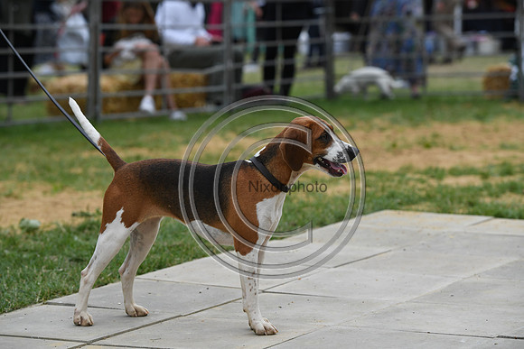 Class10_Beagles_FofH_PN23_80256