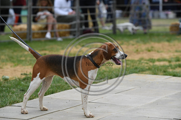 Class10_Beagles_FofH_PN23_80259