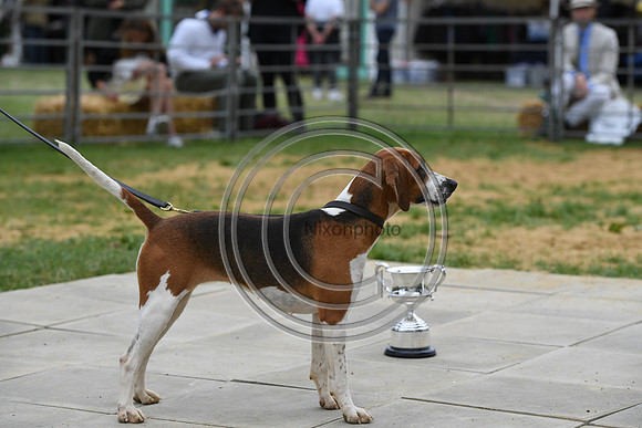 Class10_Beagles_FofH_PN23_80269