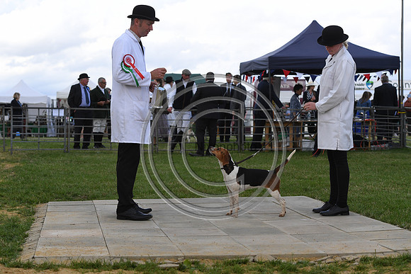 Class11_Beagles_FofH_PN23_81053