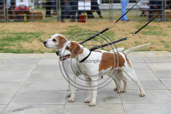Class12_Beagles_FofH_PN23_80328