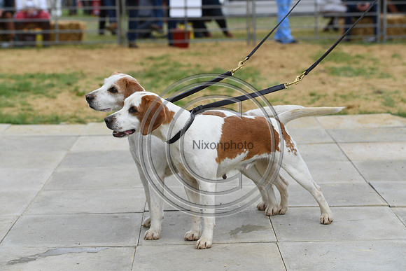 Class12_Beagles_FofH_PN23_80337