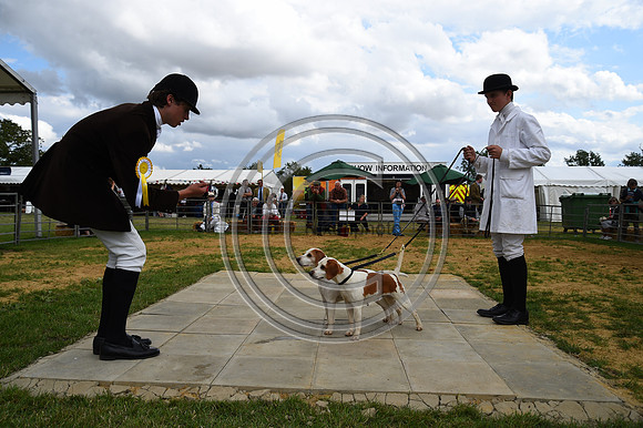 Class12_Beagles_FofH_PN23_80922