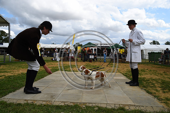Class12_Beagles_FofH_PN23_80926