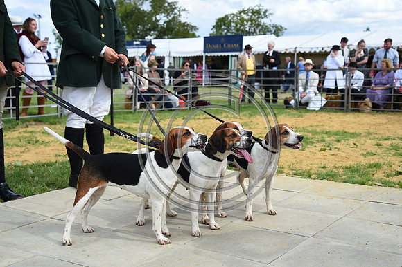 Class13_Beagles_FofH_PN23_80904