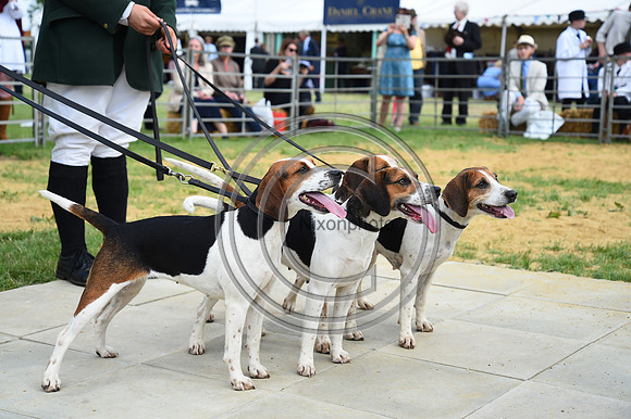 Class13_Beagles_FofH_PN23_80909