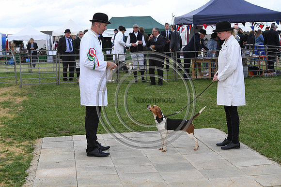 Class11_Beagles_FofH_PN23_80475