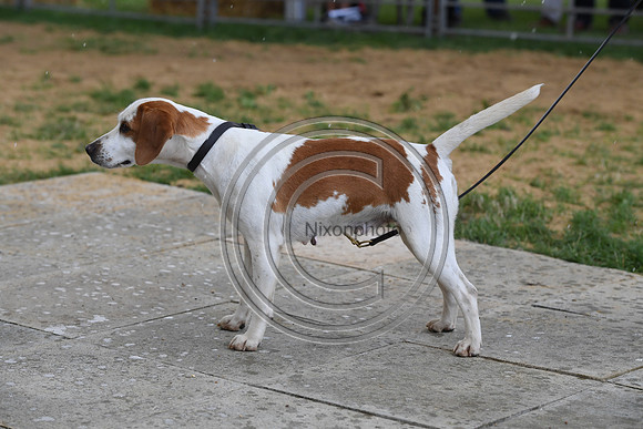 Class14_Beagles_FofH_PN23_81052