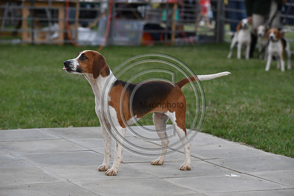Class16_Beagles_FofH_PN23_80427