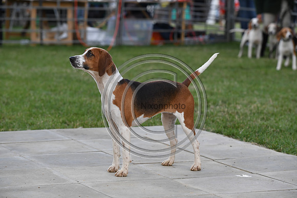 Class16_Beagles_FofH_PN23_80430