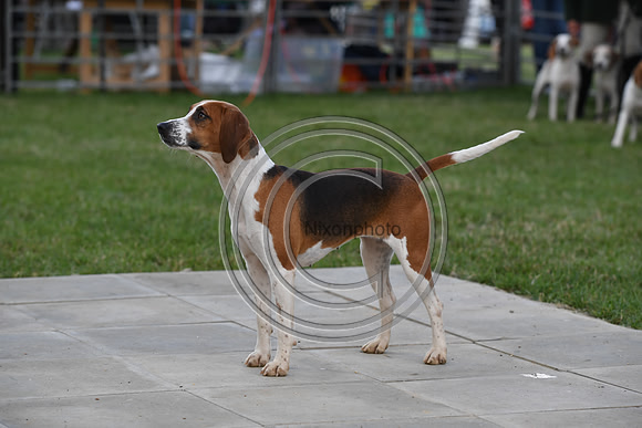 Class16_Beagles_FofH_PN23_80432