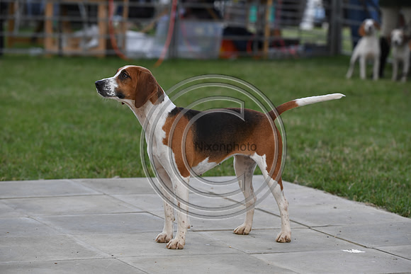 Class16_Beagles_FofH_PN23_80442
