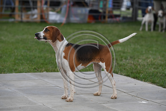 Class16_Beagles_FofH_PN23_80444