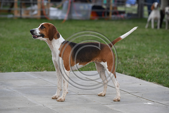 Class16_Beagles_FofH_PN23_80448