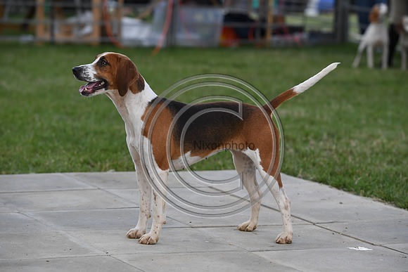 Class16_Beagles_FofH_PN23_80450