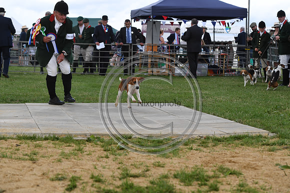 Class16_Beagles_FofH_PN23_80461