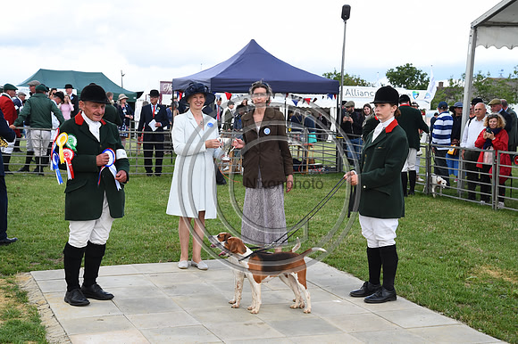 Class16_Beagles_FofH_PN23_80869