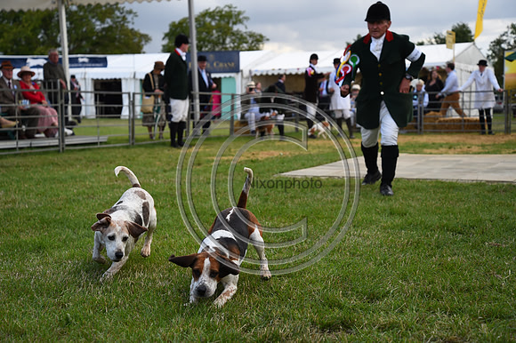 Class17_Beagles_FofH_PN23_81054
