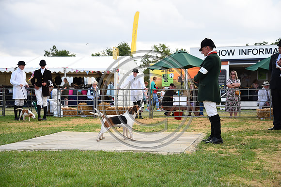 Class17_Beagles_FofH_PN23_81055