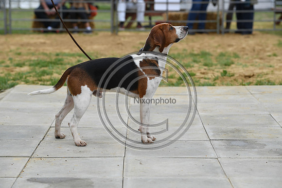 Class02a_Beagles_FofH_PN23_79496