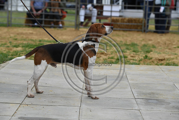 Class02a_Beagles_FofH_PN23_79501