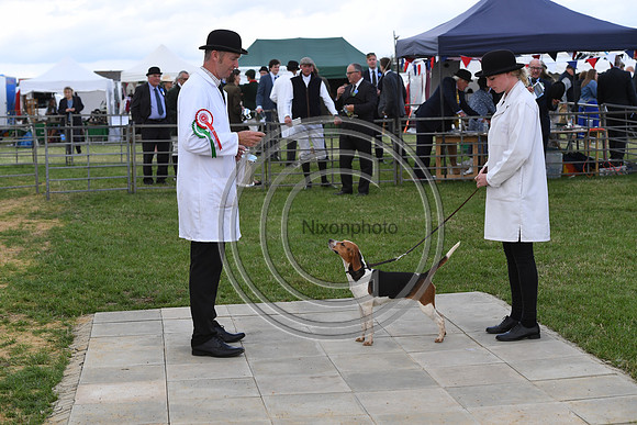Class11_Beagles_FofH_PN23_80479