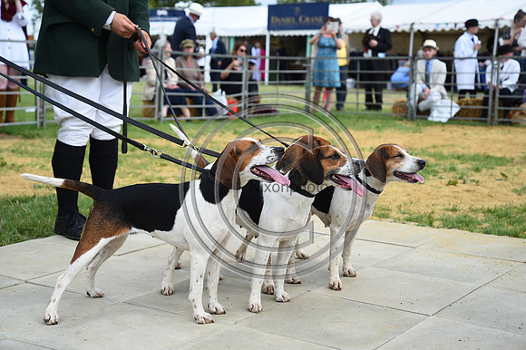 Class13_Beagles_FofH_PN23_80912