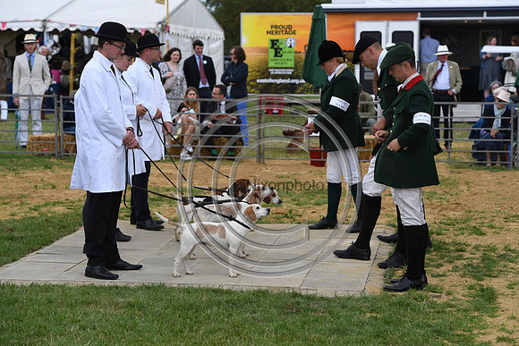 Class06_Beagles_FofH_PN23_81049