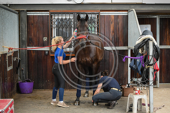 Collective Equestrian