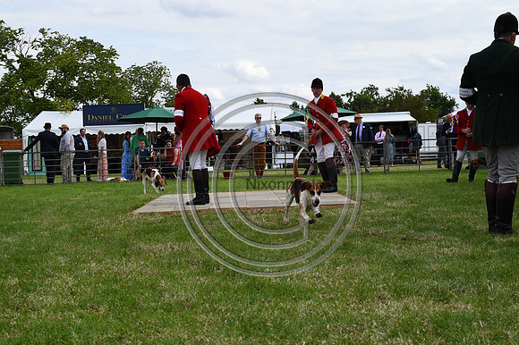 Festival of Hounds 2024