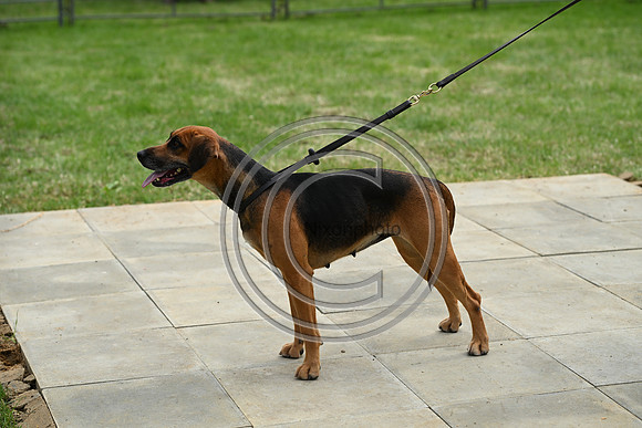 Festival of Hounds 2024