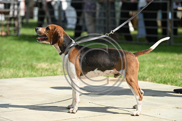 Festival of Hounds 2024
