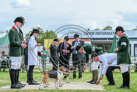 Festival of Hounds 2024