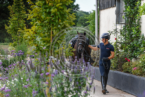Collective Equestrian