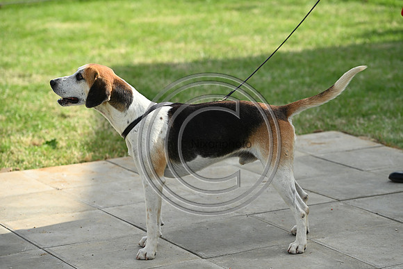 Festival of Hounds 2024