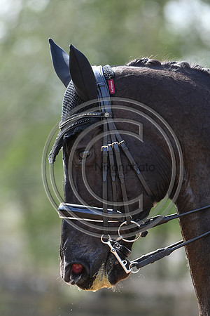 Carl Hester_En Vogue_EliteTrainingComp_PN21_2153