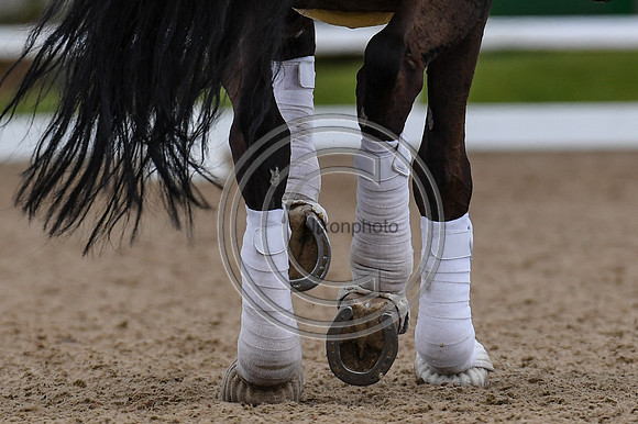 Ellie McCarthy_GB Londerro von Worrenberg_EliteTrainingComp_PN21_2610