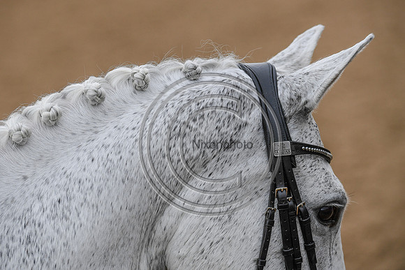 Charlotte Dujardin_Florentina_EliteTrainingComp_PN21_2763