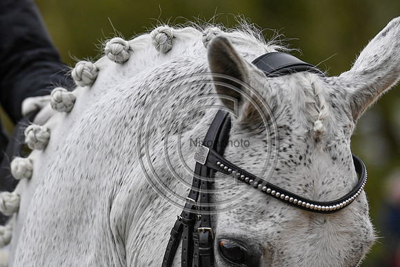 Charlotte Dujardin_Florentina_EliteTrainingComp_PN21_2768