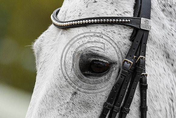 Charlotte Dujardin_Florentina_EliteTrainingComp_PN21_2849